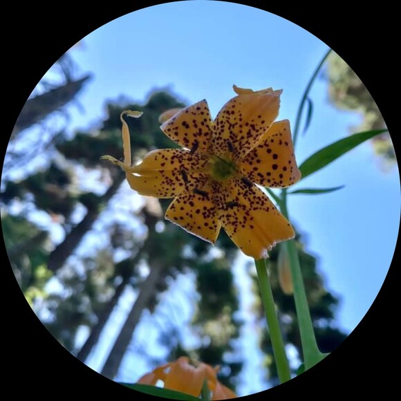 marigoldtx